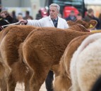 East of England prize pot doubled for supreme cattle champion