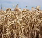 Reaching for the sky: Lincolnshire grower shares his tips for record-breaking yields