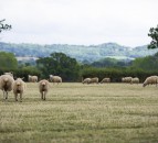 Love Lamb Week seeking to reverse tradition