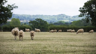 Love Lamb Week seeking to reverse tradition