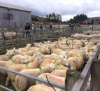 One of Europe’s largest store lamb auctions draws over 15,000 sheep