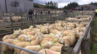 One of Europe’s largest store lamb auctions draws over 15,000 sheep