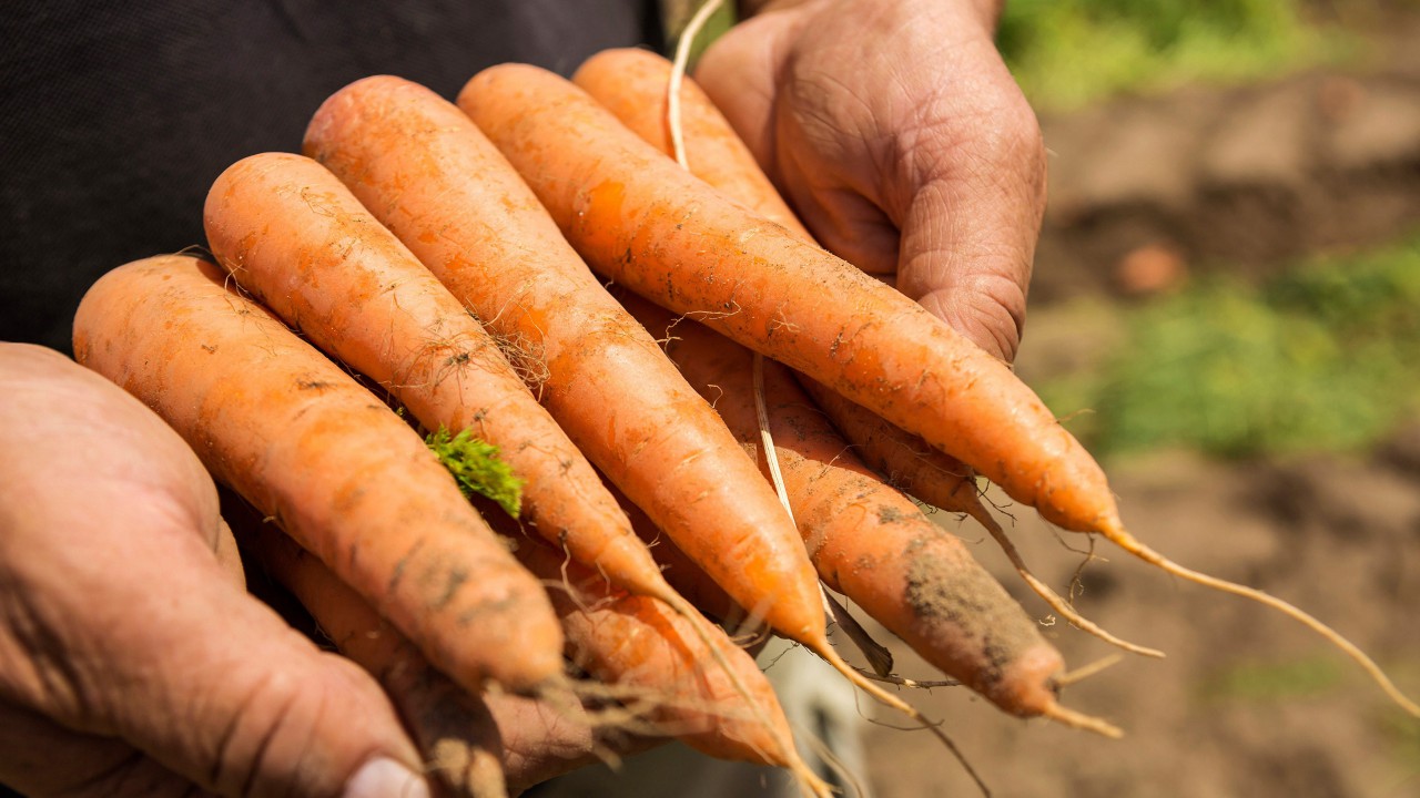 BASF completes its acquisition of Bayer’s vegetable seeds business