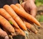 BASF completes its acquisition of Bayer's vegetable seeds business
