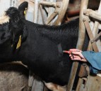 North Wales TB testing to be ramped up following 'unprecedented increase'