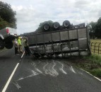 Lucky escape: Cows cut from overturned trailer