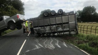 Lucky escape: Cows cut from overturned trailer