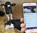 Calf growth app launches...how do yours measure up?