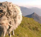 48 sheep stolen from Welsh agricultural university