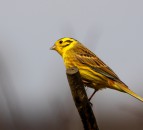 Rothamsted study confirms that spring is getting earlier