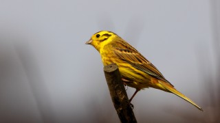 Rothamsted study confirms that spring is getting earlier