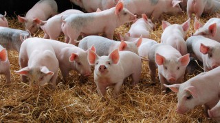 Easier access to Californian market for UK pork from January
