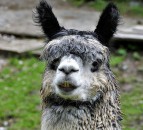 Almost 300 camelid TB reactors in Britain in 2017