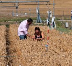 Groundbreaking research uncovers new wheat breeding tool