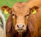 NBA calls for 'bottom-up' approach to beef assurance schemes