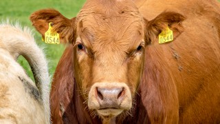 Bull fertility tops agenda at Borders Monitor Farm meeting