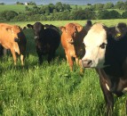 Anthrax outbreak in France ‘worst in 20 years’