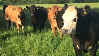 Anthrax outbreak in France ‘worst in 20 years’