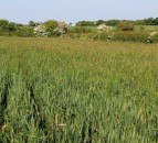 The results are in...but do cover crops really work against black-grass?