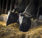 Pioneering approach to protein could lower meal bills