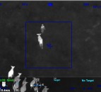 Video: Cows help ‘reel in’ wanted suspect in Florida