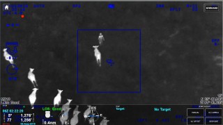 Video: Cows help ‘reel in’ wanted suspect in Florida