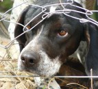 Vets call for legislative action as ear cropping petition crosses 100,000 milestone