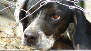 Vets call for legislative action as ear cropping petition crosses 100,000 milestone