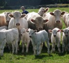 Breeding for calving ease at renowned Dorcas Charolais herd