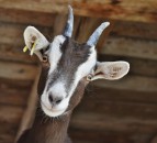 New study finds goats prefer smiling faces