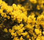 Gorse offered to farmers as animal bedding in Wales