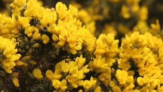 Gorse offered to farmers as animal bedding in Wales