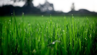 GrassCheck walks to demonstrate how to make the most of autumn grass