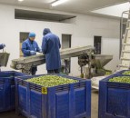 60,000 seasonal workers a year needed to feed Britain