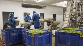 Seasonal workers pilot opens for applications