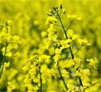 Scottish farmers launch trial to grow UK's first organic oilseed rape crop