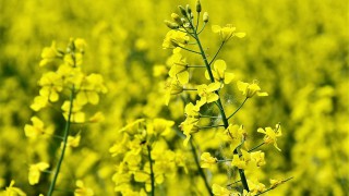 Sclerotinia infection risk alerts return for 2019