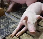 Emerging disease causes pig vaccine sales to soar