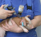 UK pig industry antibiotic use plateaus as dysentery challenges herd health