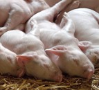 'It is really important that we export breeding animals' - NPA
