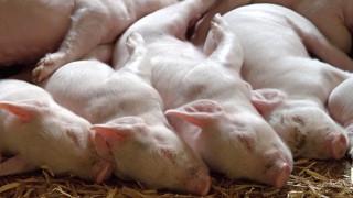 ‘It is really important that we export breeding animals’ – NPA