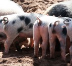 British pig industry antibiotic results show further reduction