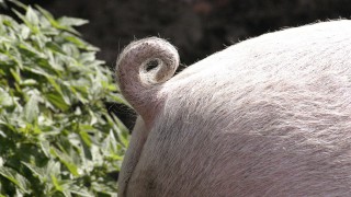 Waitrose announces £16m support scheme for pig farmers