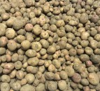 UK signs major export deal to ship seed potatoes to China