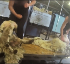 Video: Abusive shearers caught on footage in UK
