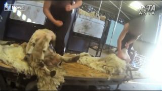Video: Abusive shearers caught on footage in UK