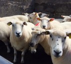 'Lamb prices remain firm in comparison to 2019' - QMS