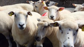 Farmers’ views on EID tagging wanted
