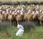 New figures highlight inefficiency in sheep dip disposal costs