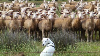 13 sheep killed after dog attack on Northamptonshire farm